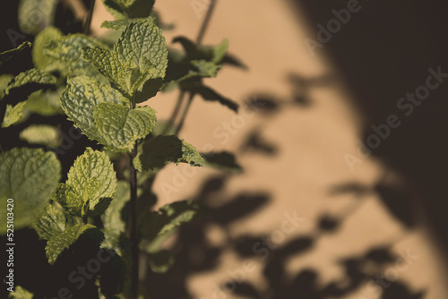 Close up peppermint on background of leaves shadows on orange and beige color texture, copy space card 