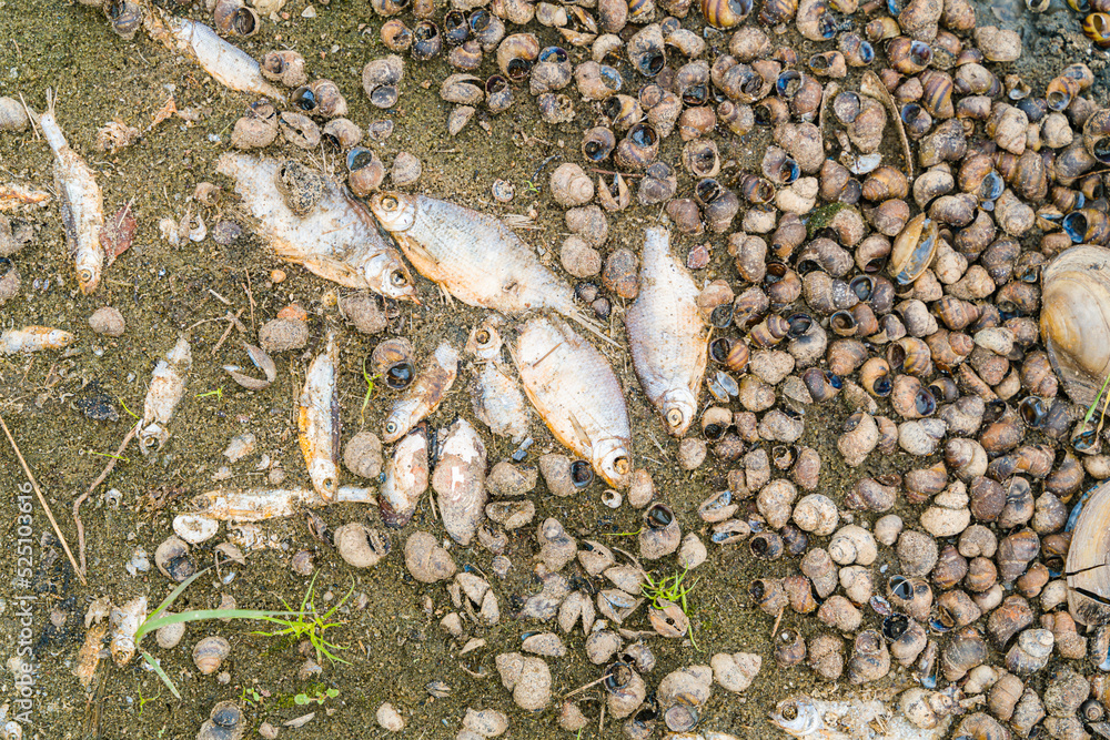 Dead fish on the bank of the poisoned Odra River. Huge ecological catastrophe in Poland. - obrazy, fototapety, plakaty 