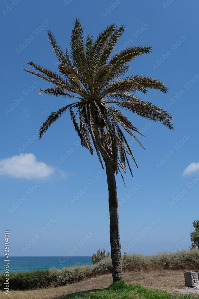 PALM TREE IN ASHKELON NATIONAL PARK IN ISRAEL