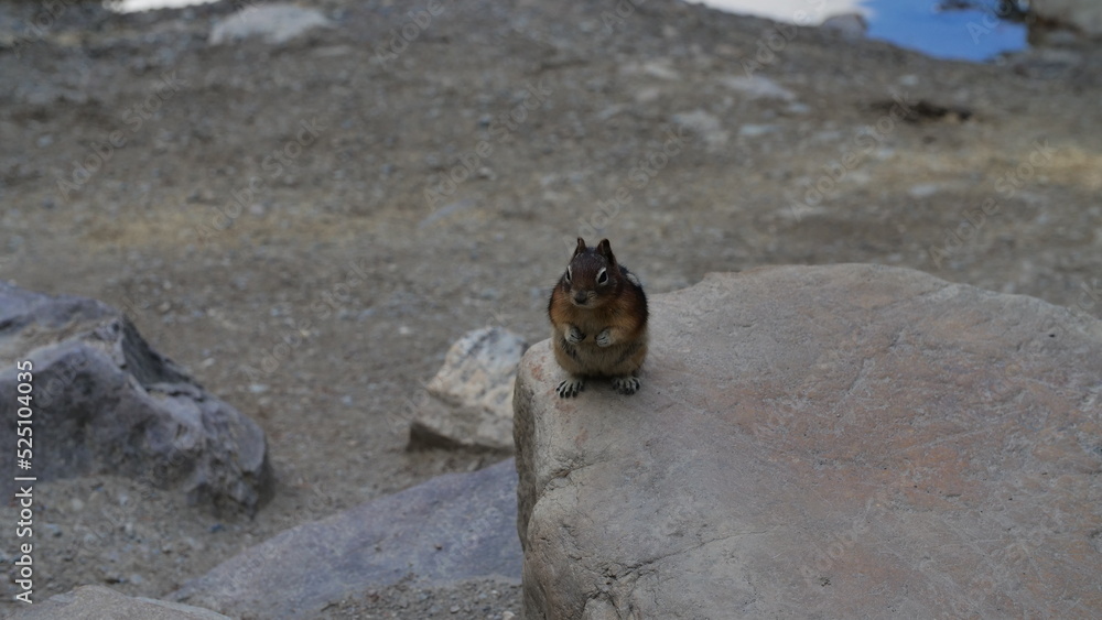 Ground Squirrel Ground Squirrel