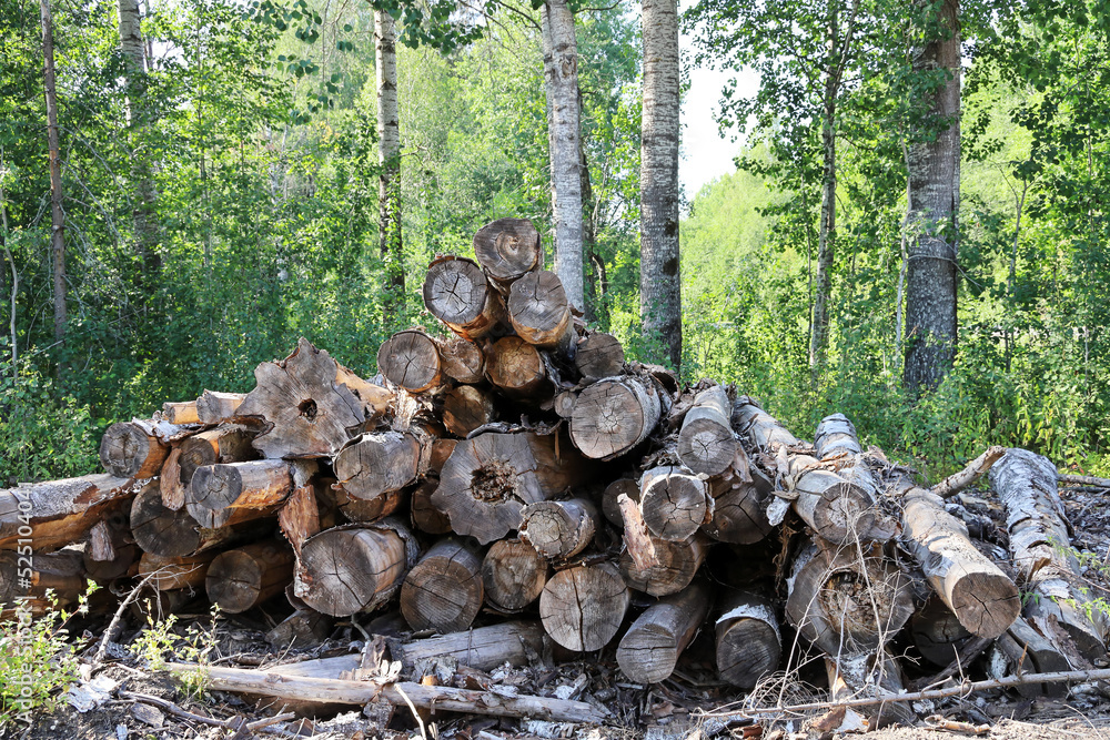 Rotting outdoors in forest dry logs wood of birch Rotting outdoors in forest dry logs wood of birch