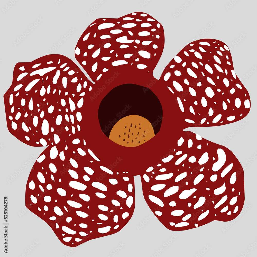 Rafflesia Arnoldi, a rare plant from Bengkulu Indonesia Stock Vector ...
