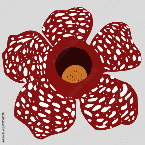 Rafflesia Arnoldi, a rare plant from Bengkulu Indonesia  photo