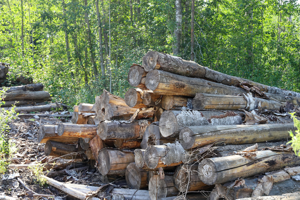 Rotting logs of birches bunch in forest thickets, environmental protection, forestry, firewood preparation for winter Rotting logs of birches bunch in forest thickets, environmental protection, forestry, firewood preparation for winter