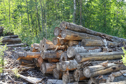 Rotting logs of birches bunch in forest thickets, environmental protection, forestry, firewood preparation for winter