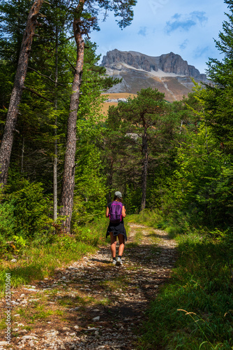 young woman walking in a pine woods at Lus La Croix Haut with mountains in the distance ,Drome France .