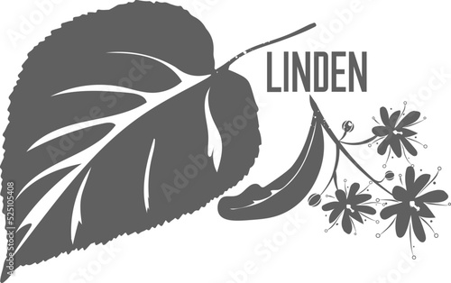 Linden blossom vector silhouette. Linden branch with leave and flowers isolated. Linden silhouette illustration for pharmaceuticals and cosmetology.