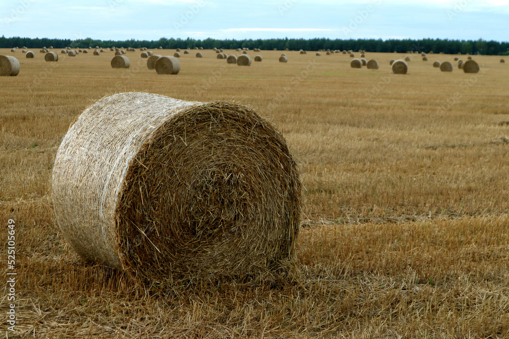  Autumn harvest: straw collected in a large round bale against the background of the same bales and the blue sky, close-up, space for text