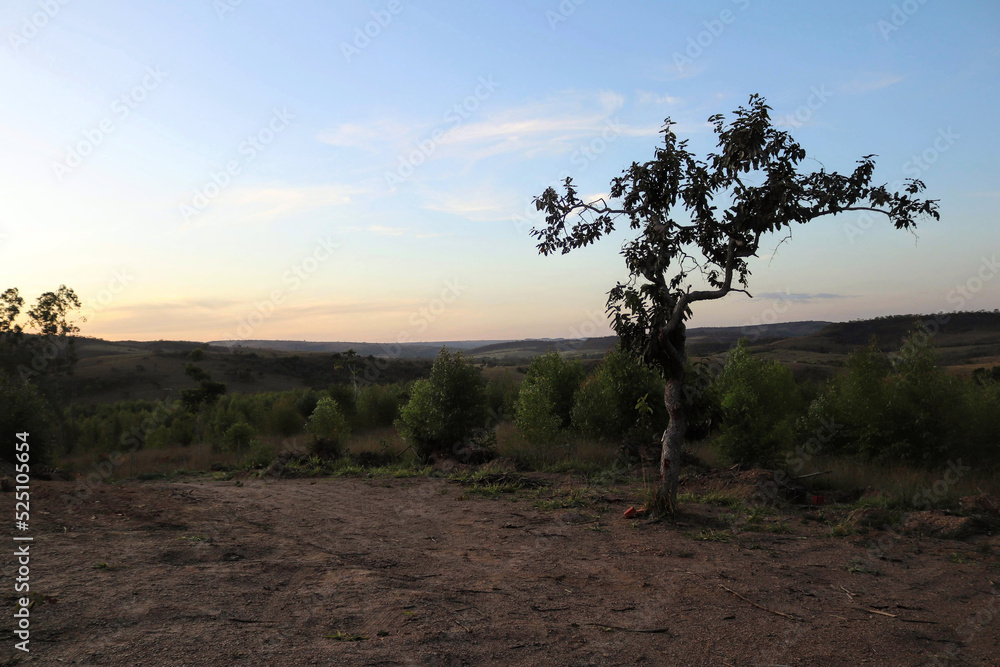 Obraz premium Árvore sozinha