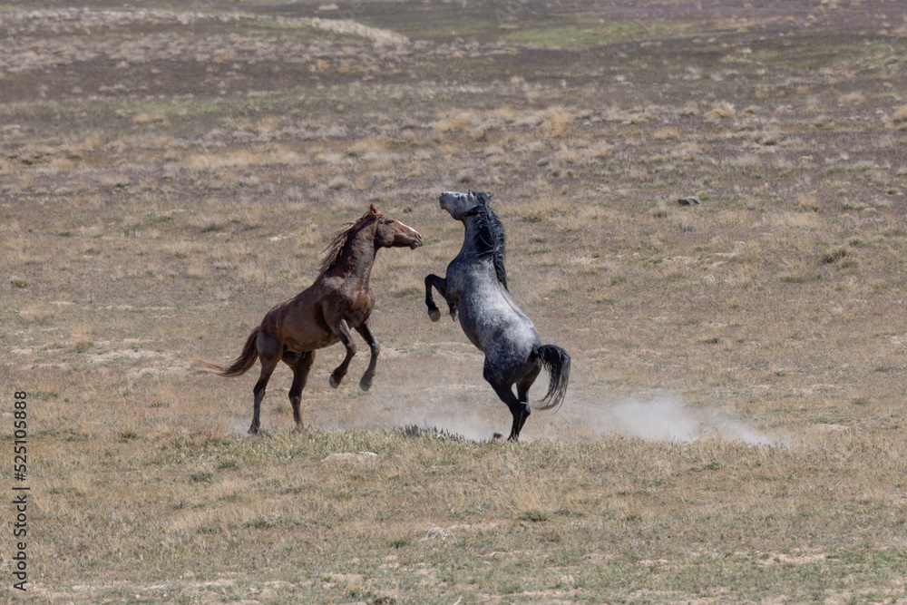 Wild Horse Stallions Fighting in the Utah Desert Wild Horse Stallions Fighting in the Utah Desert