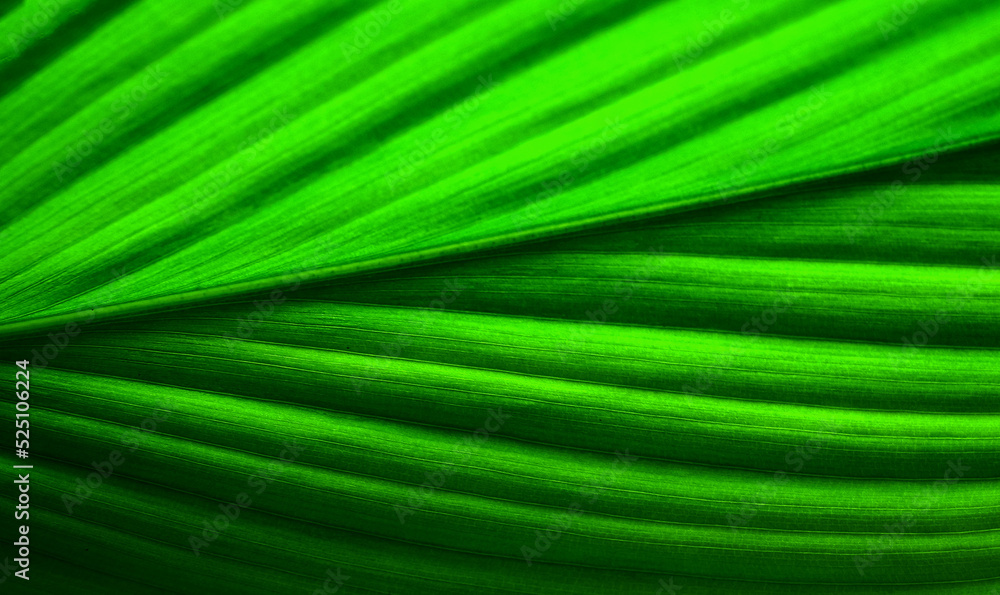 Abstract close up of green leaves green leaf texture for pattern and background Abstract Pattern Background Vintage Tone plant surface leaves Abstract close up of green leaves green leaf texture for pattern and background Abstract Pattern Background Vintage Tone plant surface leaves