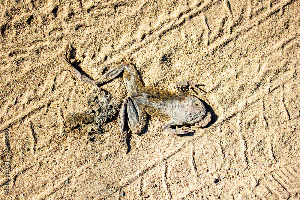 The crushed frog on a sandy road. Crushed dry toad on the sand.