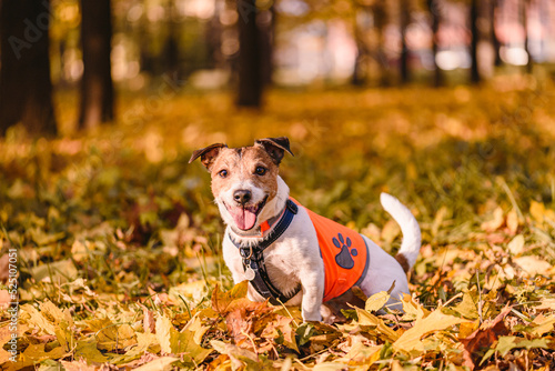 Canvastavla Dog safety concept with happy dog sitting in Fall park wearing orange reflective