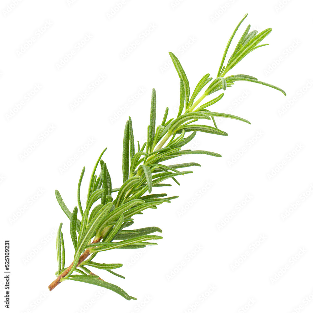 Fototapeta premium Fresh rosemary isolated on alpha background.
