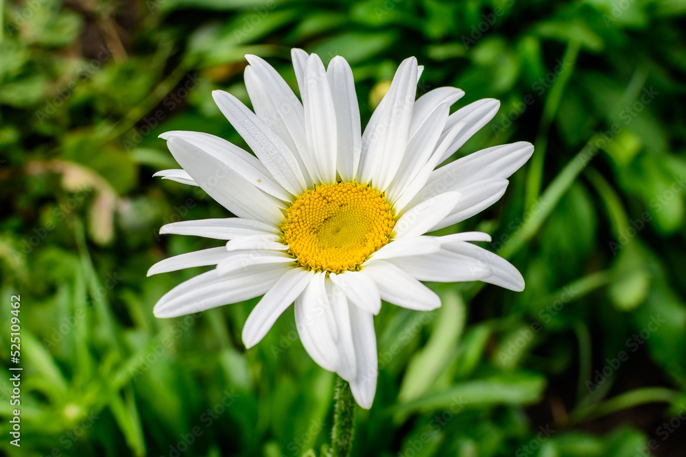 Fototapeta premium Close up of one large white Leucanthemum vulgare flower known as ox - eye daisy, oxeye daisy or dog daisy in a sunny summer garden, fresh natural outdoor and floral background.