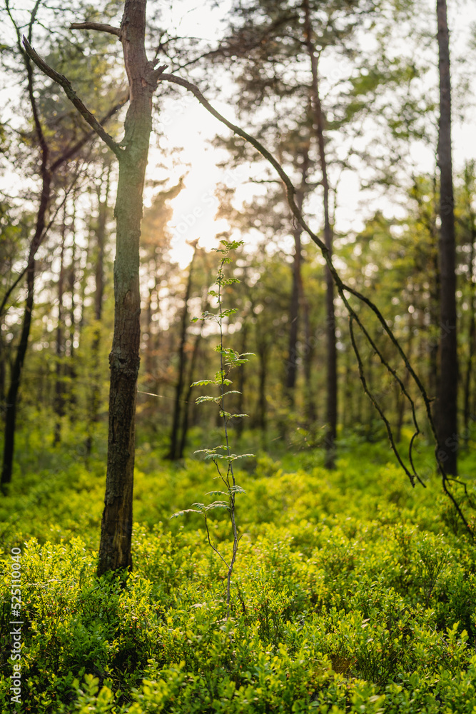 Junger Baum zwischen großen Bäumen Junger Baum zwischen großen Bäumen