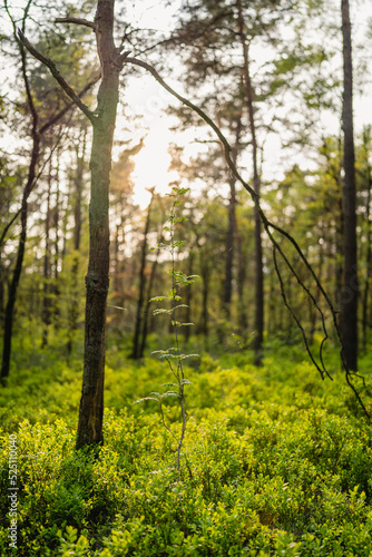 Junger Baum zwischen großen Bäumen