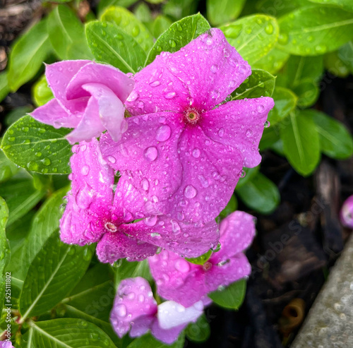 Morning dew on a flower