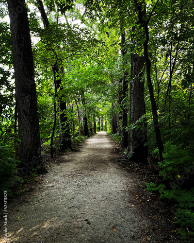 Tree-lined path