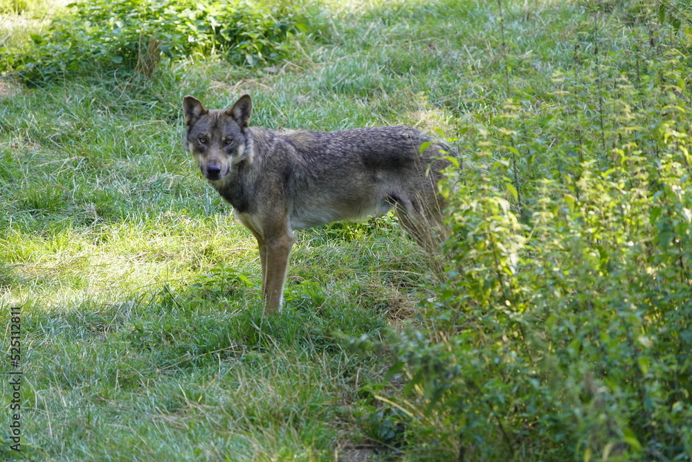 Fototapeta premium The wolf (Canis lupus), also known as the gray wolf or grey wolf, is a large canine native to Eurasia and North America. Germany