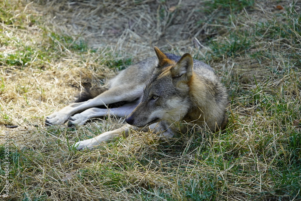 The wolf (Canis lupus), also known as the gray wolf or grey wolf, is a large canine native to Eurasia and North America. Germany The wolf (Canis lupus), also known as the gray wolf or grey wolf, is a large canine native to Eurasia and North America. Germany