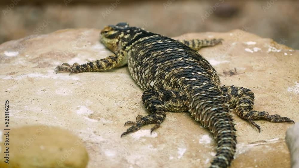 Bluechinned roughscaled lizards (Sceloporus cyanogenys) warming up on a rock Bluechinned roughscaled lizards (Sceloporus cyanogenys) warming up on a rock