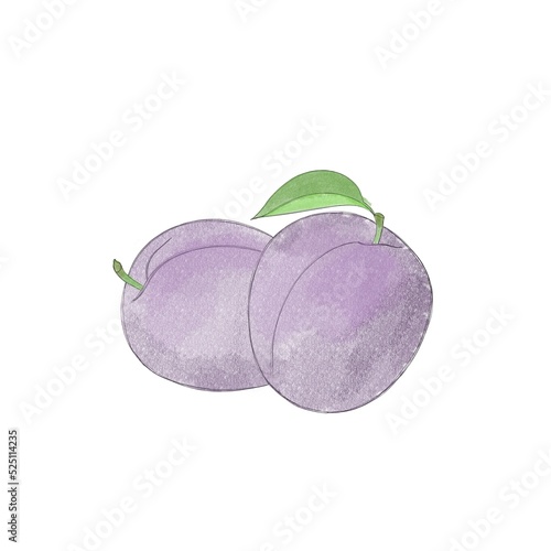 Juicy delicious ripe plum watercolor freehand drawing