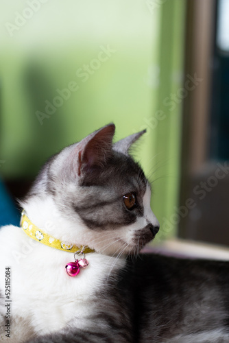 Orange-eyed cat wearing a collar. it looking at something