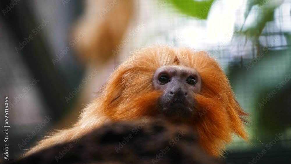 Golden lion tamarin (Leontopithecus rosalia) in a tropical house, close-up Golden lion tamarin (Leontopithecus rosalia) in a tropical house, close-up