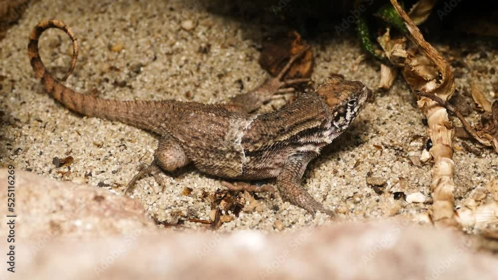Northern curly-tailed lizard (Leiocephalus carinatus) in a dry environment Northern curly-tailed lizard (Leiocephalus carinatus) in a dry environment