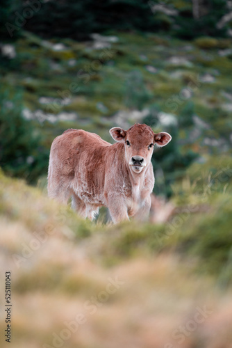 Little calf grazing in the mountains on a summer day photo