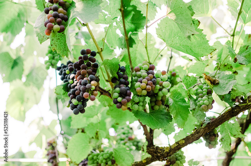 Vineyards at sunshine during autumn harvest. Ripe grapes in fall in Transylvania.