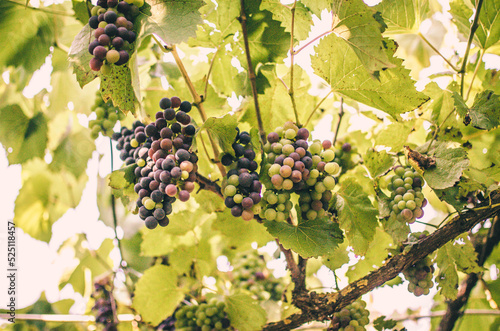 Vineyards at sunshine during autumn harvest. Ripe grapes in fall in Transylvania.
