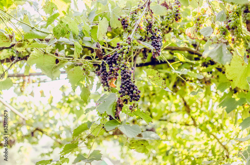 Vineyards at sunshine during autumn harvest. Ripe grapes in fall in Transylvania.