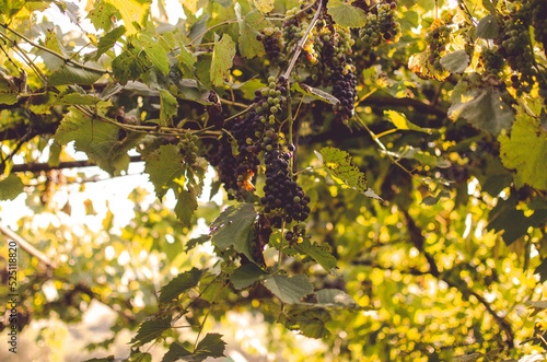 Vineyards at sunshine during autumn harvest. Ripe grapes in fall in Transylvania.