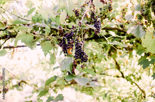 Vineyards at sunshine during autumn harvest. Ripe grapes in fall in Transylvania.