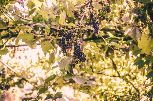 Vineyards at sunshine during autumn harvest. Ripe grapes in fall in Transylvania.