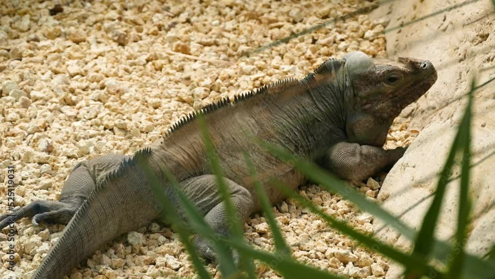 Rhinoceros iguana (Cyclura cornuta) warming up in a dry environment Rhinoceros iguana (Cyclura cornuta) warming up in a dry environment