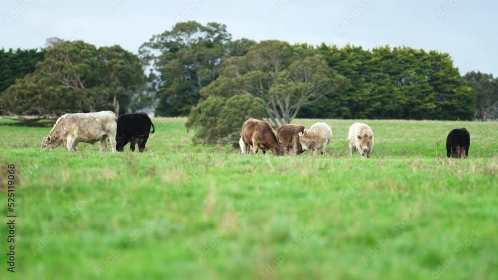 Wagyu, Angus, Speckle park and Murray grey, cows and cattle grazing on lush grass fed, pasture. Cow in a field
Wagyu, Angus, Speckle park and Murray grey, cows and cattle grazing on lush grass fed, pasture. Cow in a field