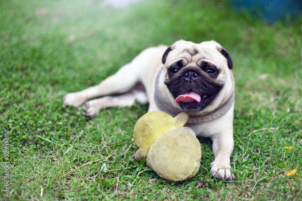 Lonely cute brown Pug lie down on green lawn Lonely cute brown Pug lie down on green lawn