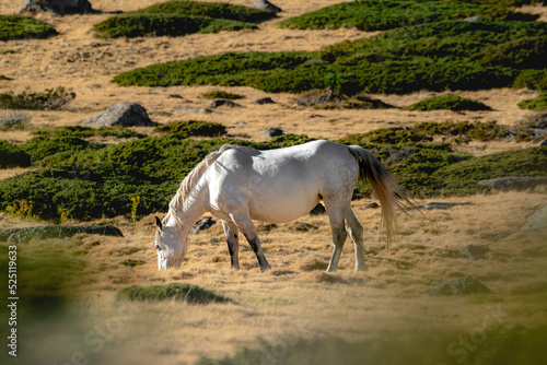 Gray horse grazing on a plain in the mountains in summer with dry grass