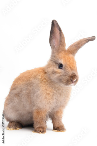 Cute little brown rabbit, fluffy, long ears, sitting on a white background. Pet concept. Herbivorous animals. small mammals