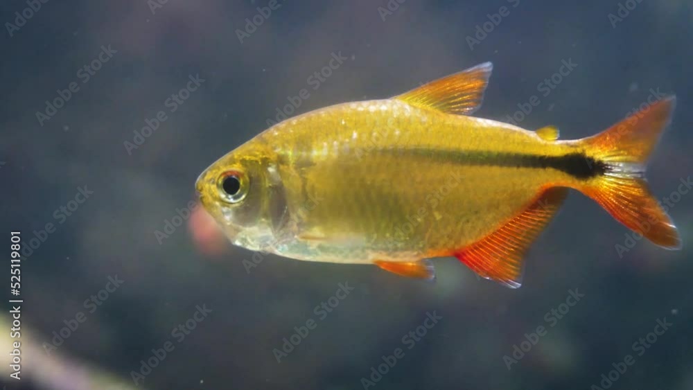 Buenos Aires tetra (Hyphessobrycon anisitsi) close-up Buenos Aires tetra (Hyphessobrycon anisitsi) close-up