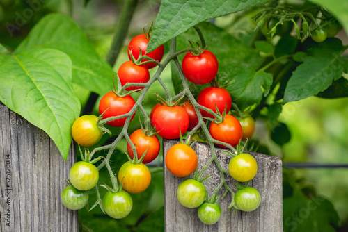 Wallpaper Mural Clusters of cherry tomatoes ripening from green to red growing a a trellis in an organic home garden Torontodigital.ca