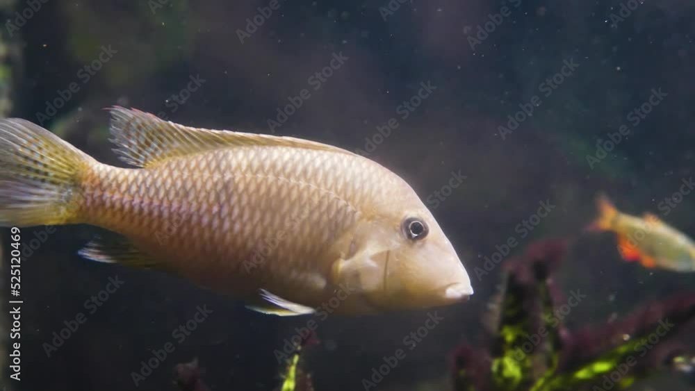 Female redhump eartheater (Geophagus steindachneri) Female redhump eartheater (Geophagus steindachneri)