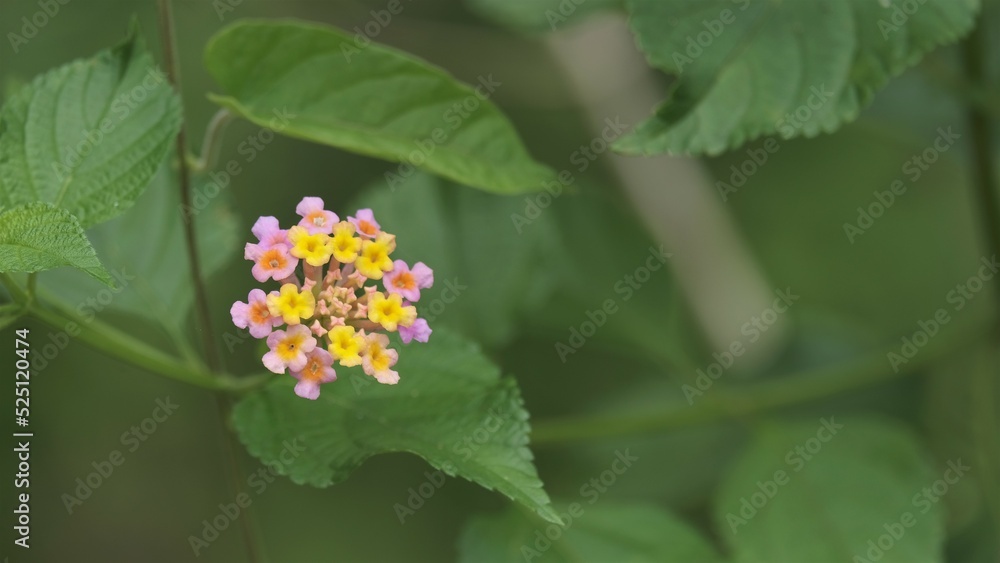 Lantana camara is a species of flowering plant within the verbena family Verbenaceae, native to the American tropics. Lantana camara is a species of flowering plant within the verbena family Verbenaceae, native to the American tropics.