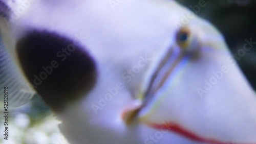 Blackbelly triggerfish (Rhinecanthus verrucosus), Picasso fish photo