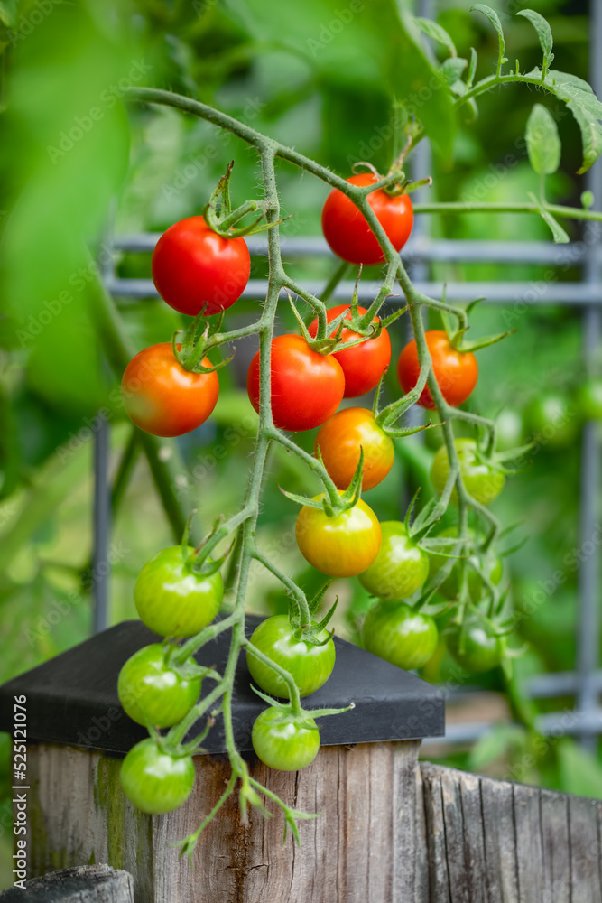 Cherry Tomato Plant Trellis