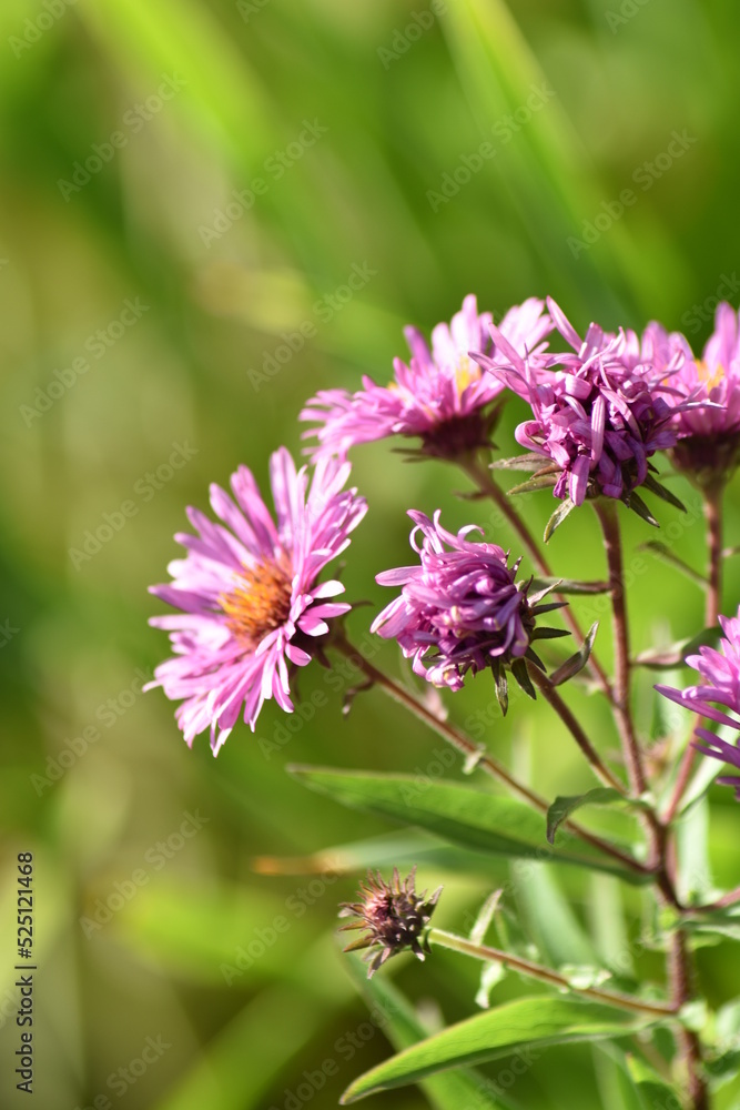 Fototapeta premium Blumen - Pflanzen - Natur - Grün - Garten 