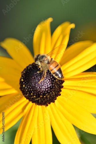 Blumen - Pflanzen - Natur - Grün - Garten 